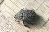 Trox perlatus